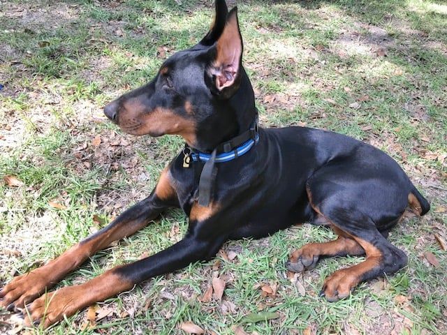 Samson profile