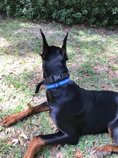Samson