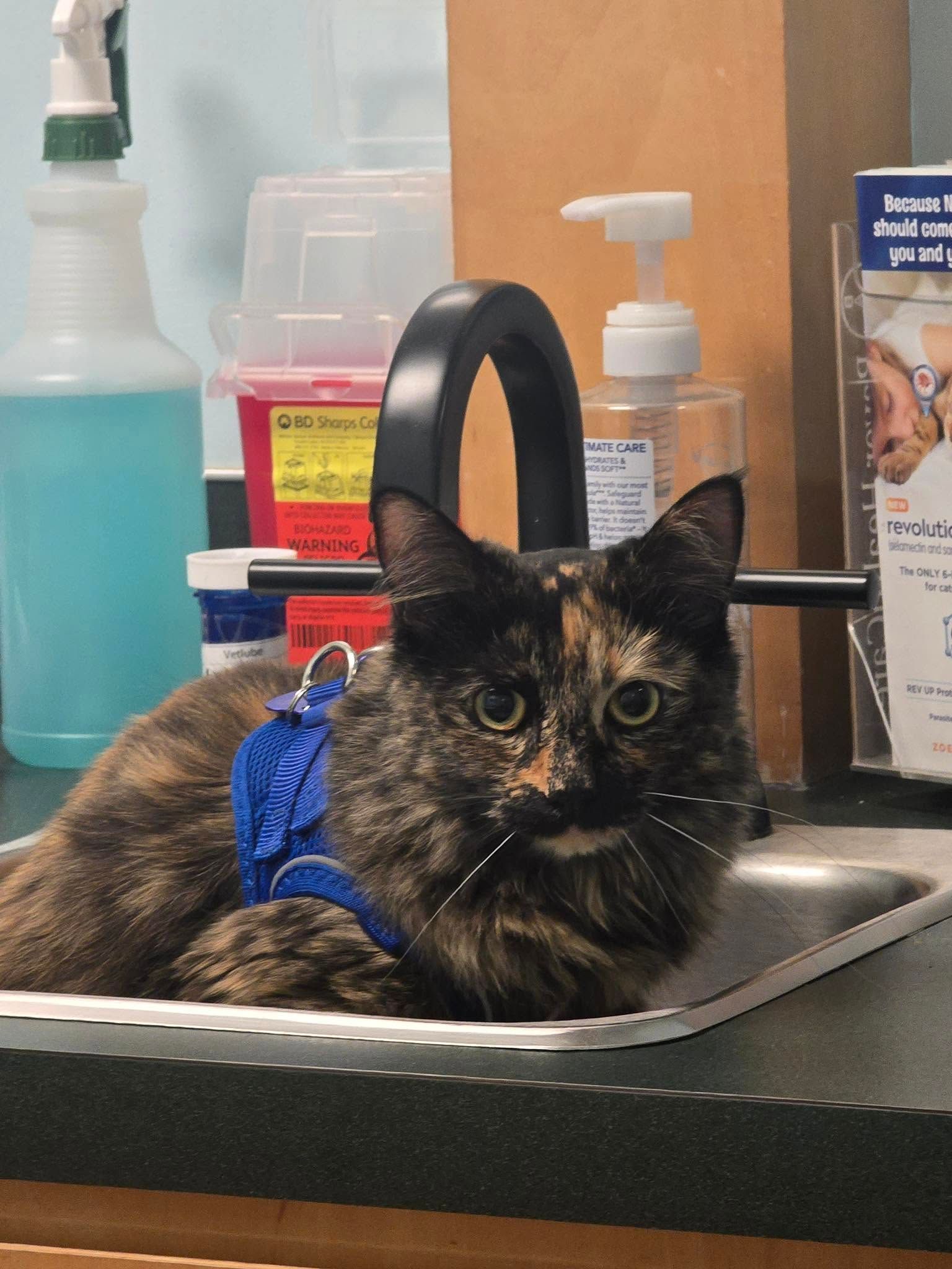 Creekside Cat