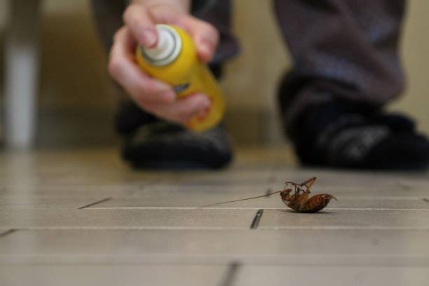 A person spraying roach spray to kill a roach, (credits to istock)
