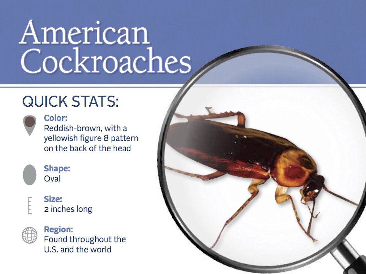 American Cockroaches Information