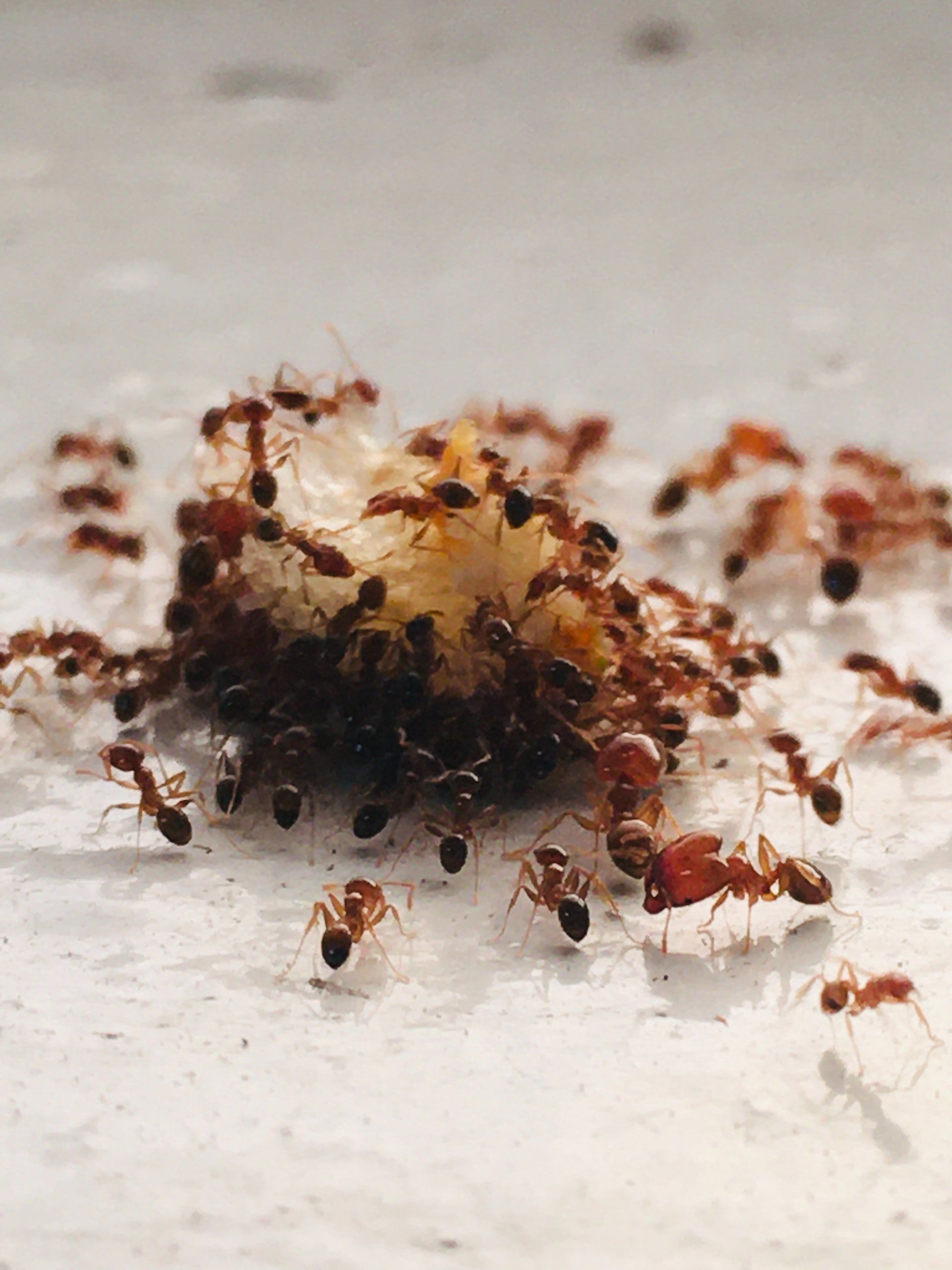 Jet Pest Control Treatment & Removal Services , ants eating