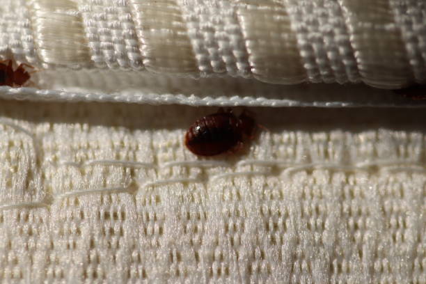 bed bug infestation in bed pest control
