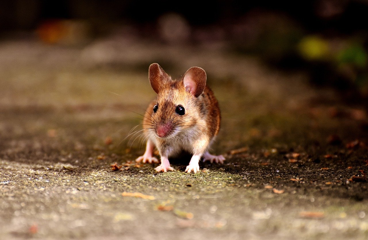A mouse in nyc streets , Jet Pest Control Treatment & Removal Services