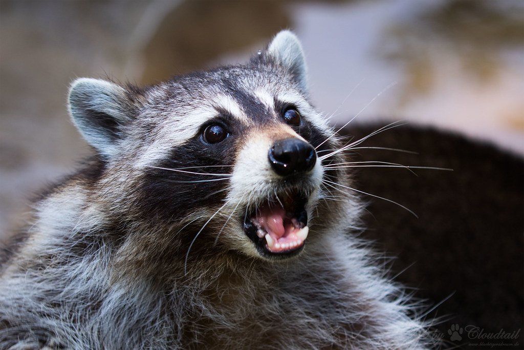 A surprised raccoon, Jet Pest Control Treatment & Removal Services