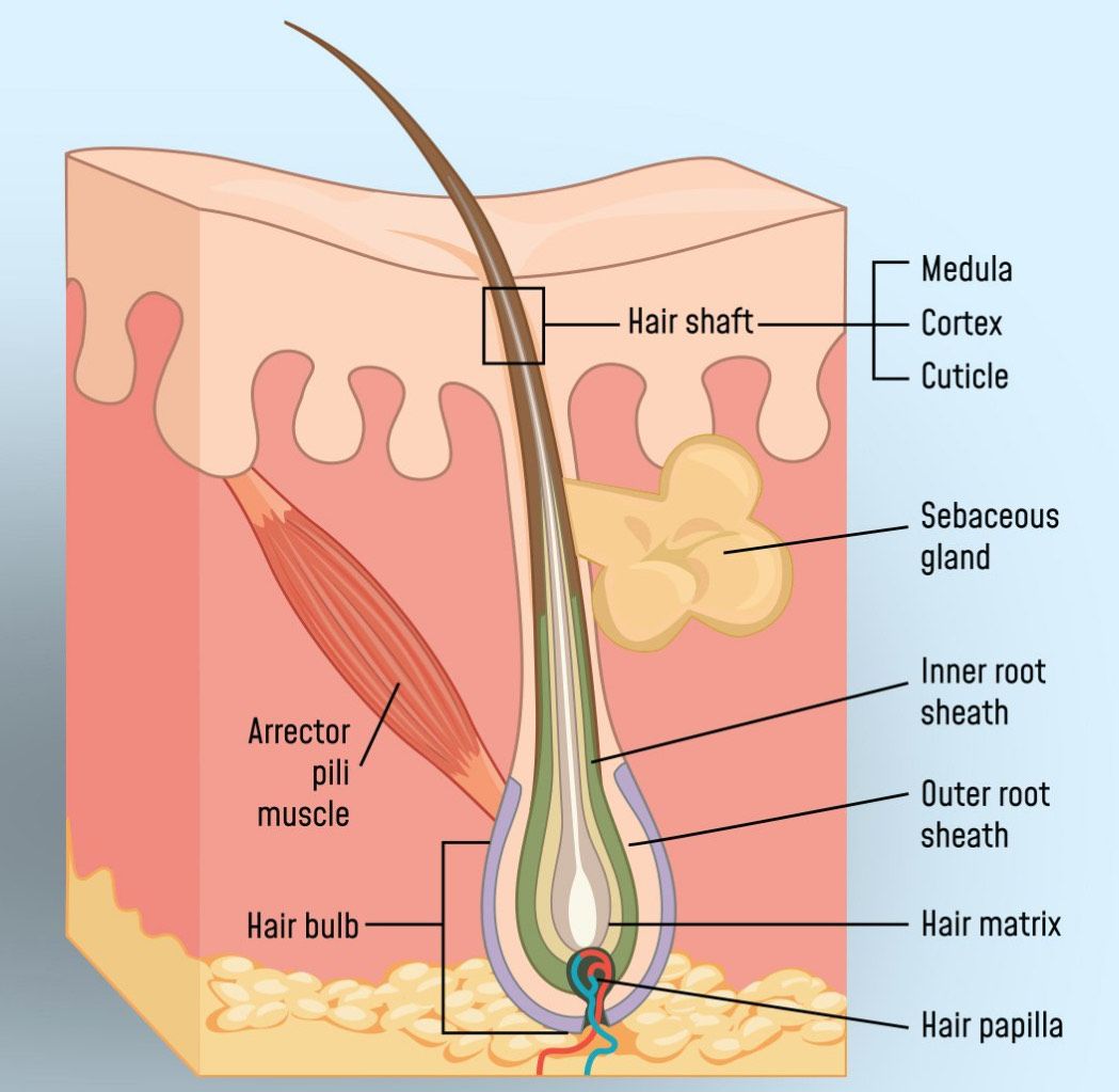 A close up of a person 's hair under a microscope.
