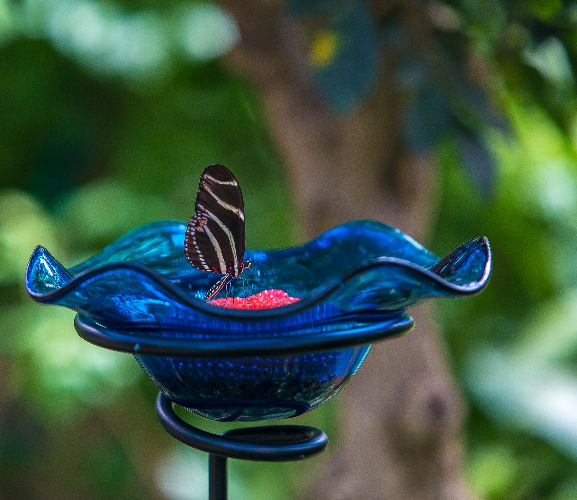 Nature Wildlife Pictures | Butterfly | Butterfly Garden Bronx Zoo | NYC Professional Photographer