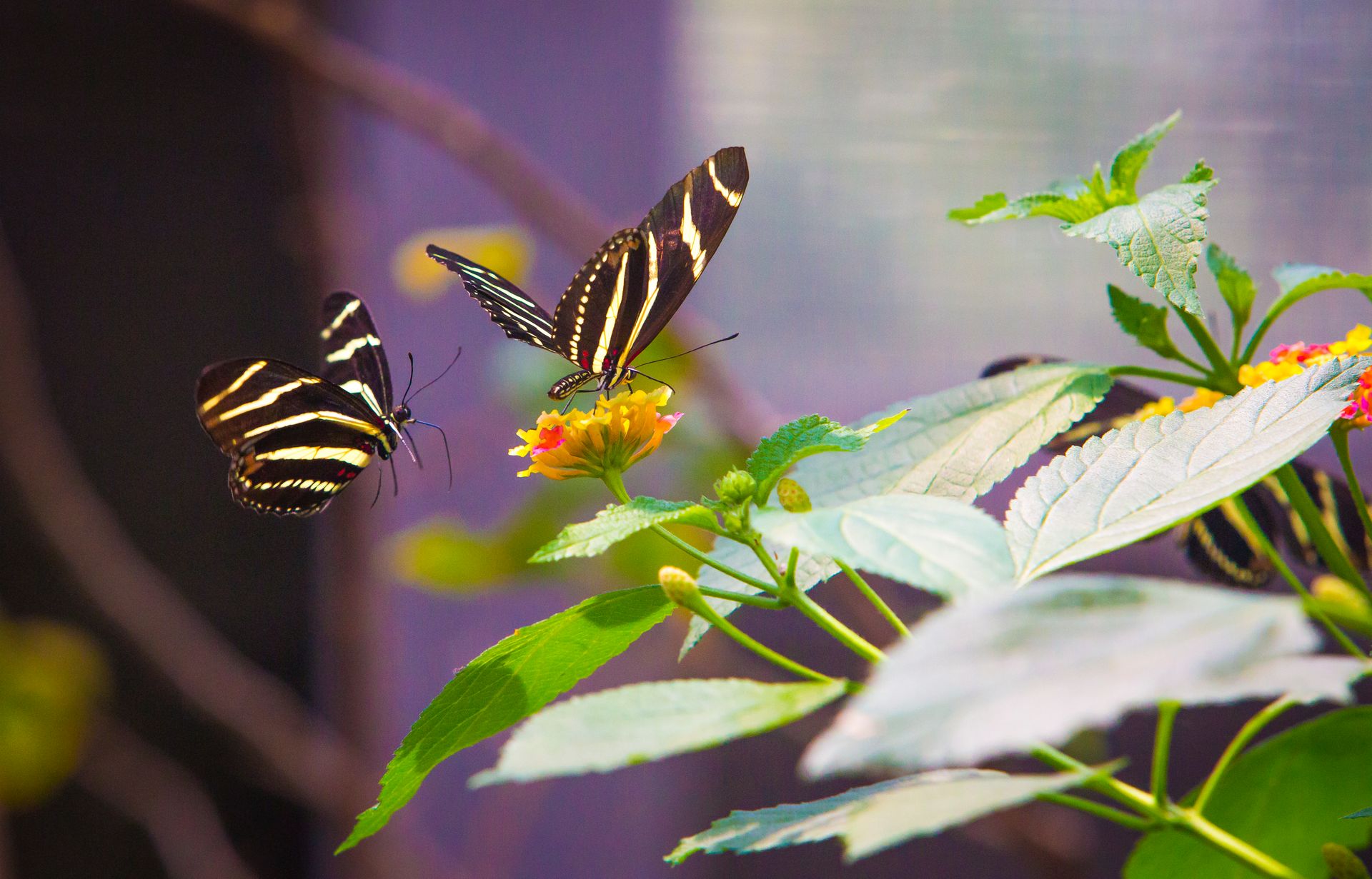 Nature Wildlife Pictures | Butterfly | Butterfly Garden Bronx Zoo | NYC Professional Photographer