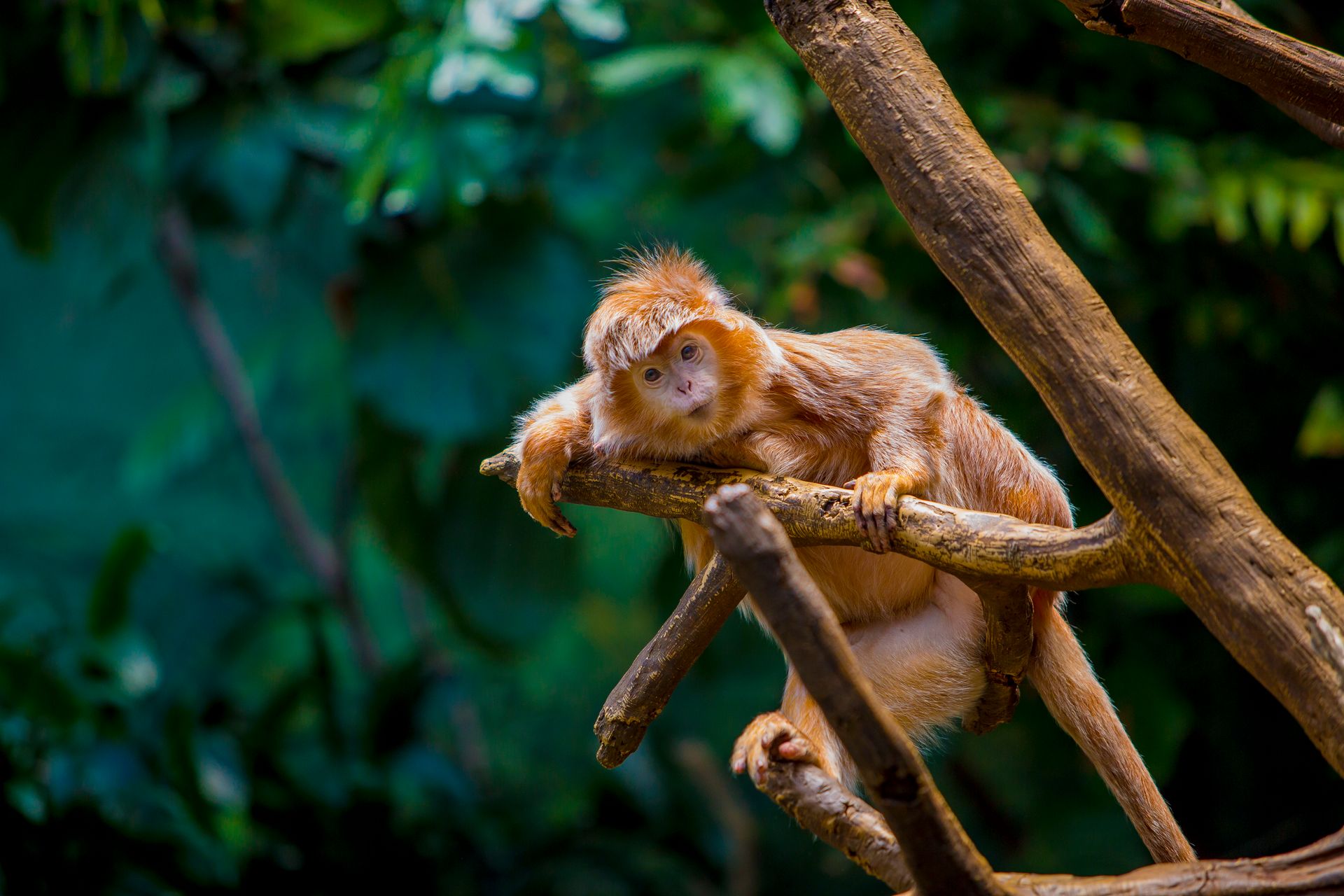 Nature Wildlife Pictures | Monkey | Zoo | NYC Professional Photographer