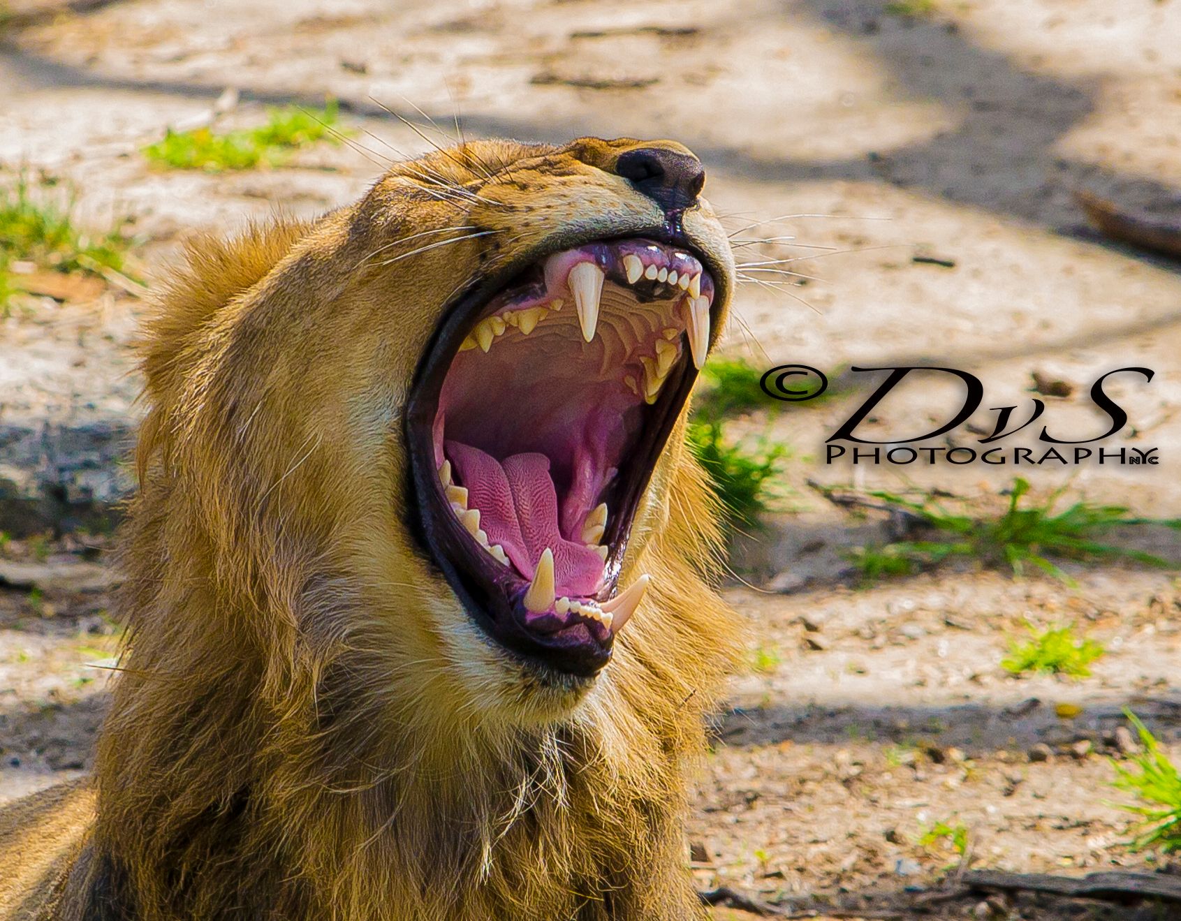 Nature Wildlife Pictures | Lion | Bronx Zoo | NYC Professional Photographer