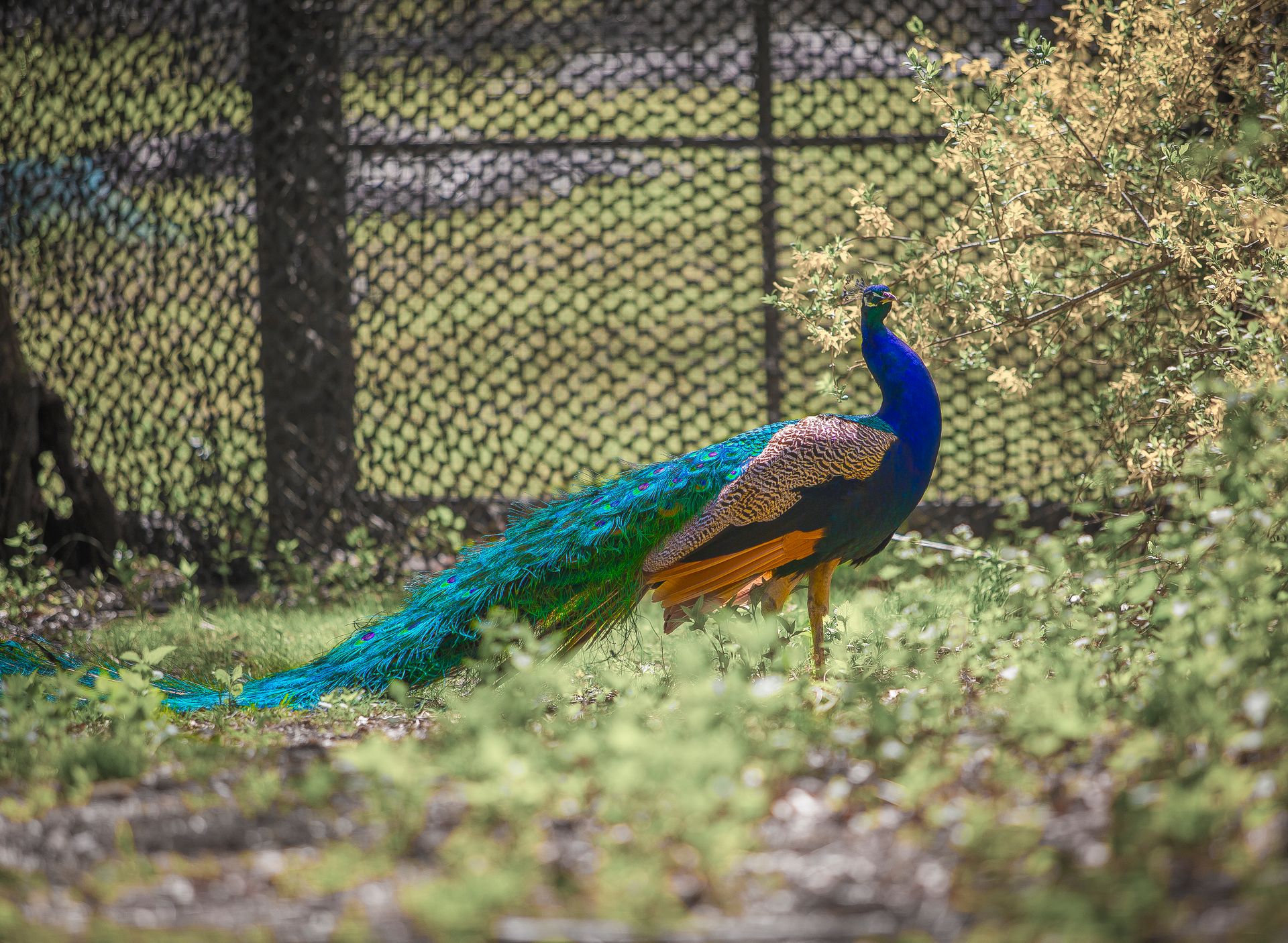 Nature Wildlife Pictures | Peacock Birds | Zoo | NYC Professional Photographer