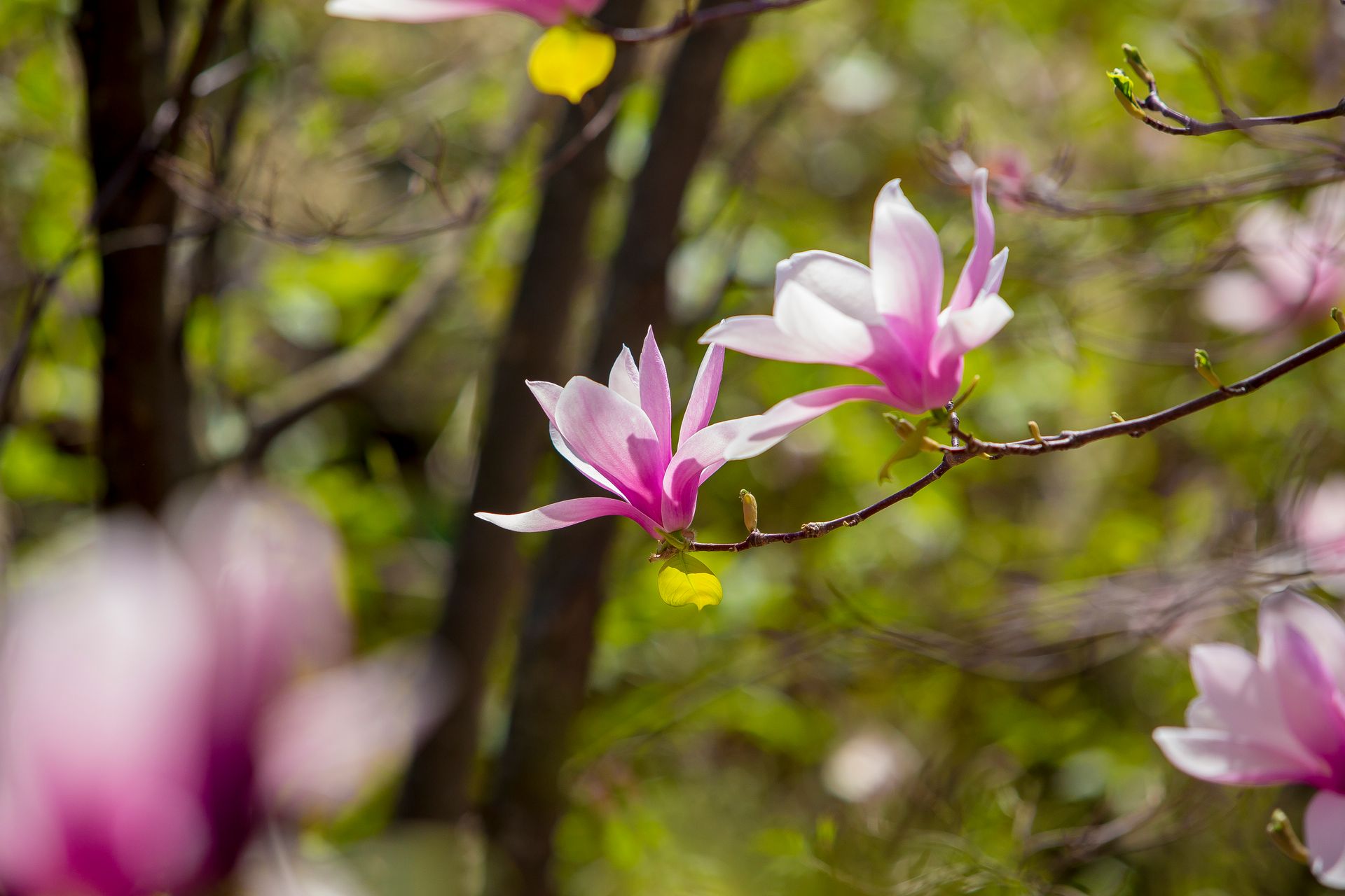 Nature Wildlife Pictures | Flora | Fauna| NYC Professional Photographer