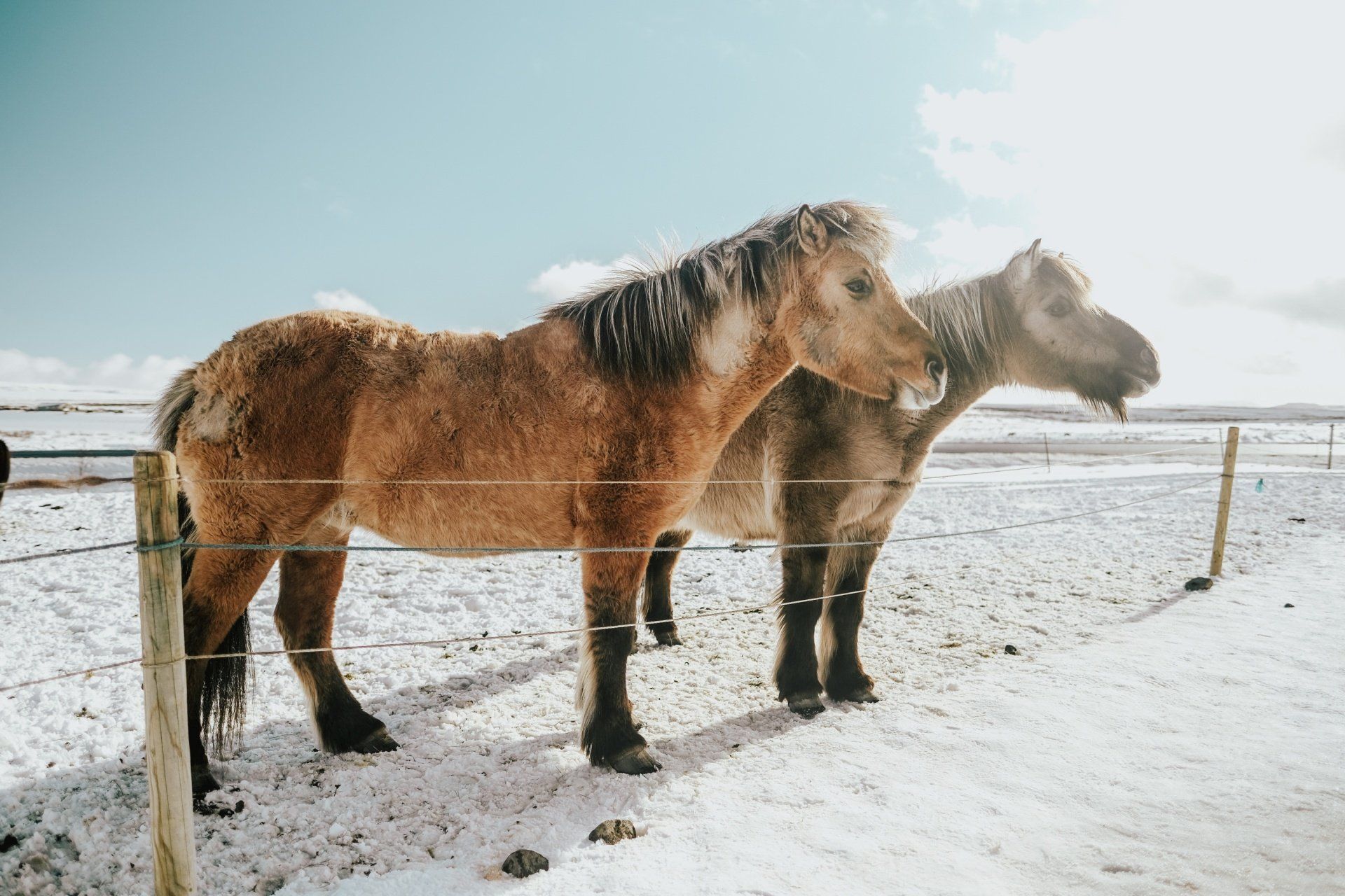 Travel Photography | Icelandic Horses Iceland | Iceland Travel | Iceland West Coast | Iceland South Coast | Iceland Horses