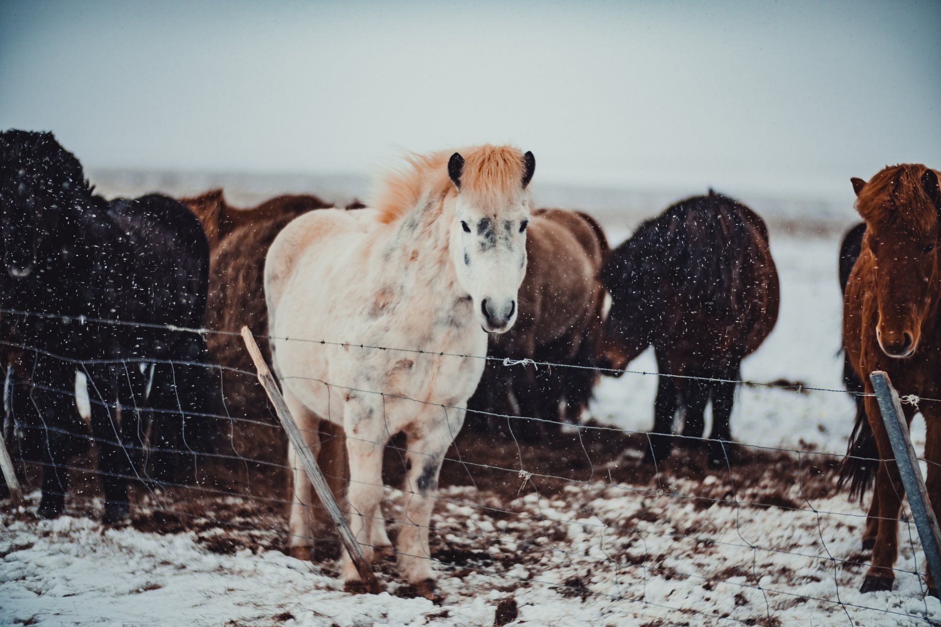 Travel Photography | Icelandic Horses Iceland | Iceland Travel | Iceland West Coast | Iceland South Coast | Iceland Horses