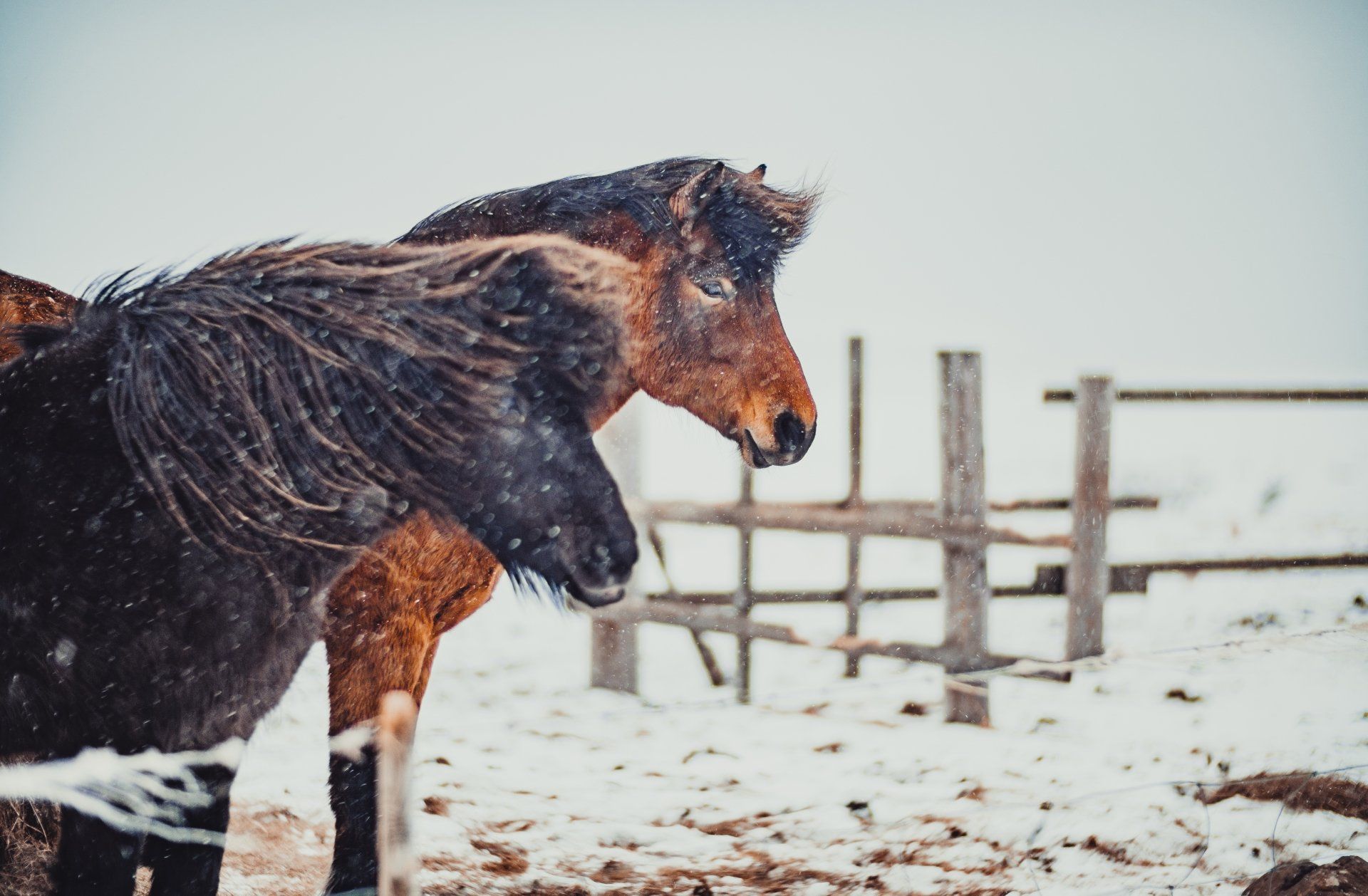 Travel Photography | Icelandic Horses Iceland | Iceland Travel | Iceland West Coast | Iceland South Coast | Iceland Horses