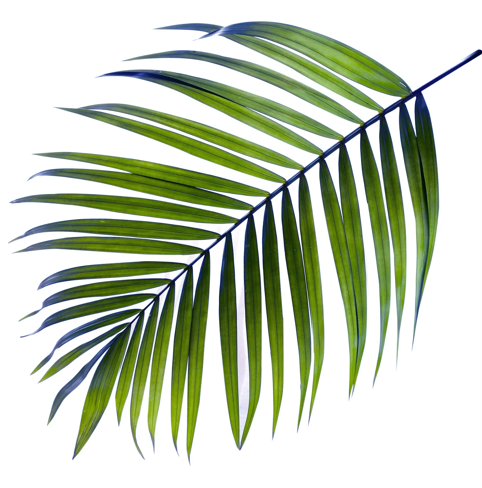 A Close Up of a Palm Tree Leaf on a White Background ― Central Coast Events in Berkeley Vale, NSW