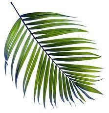 A Green Palm Leaf on a White Background ― Central Coast Events in Berkeley Vale, NSW