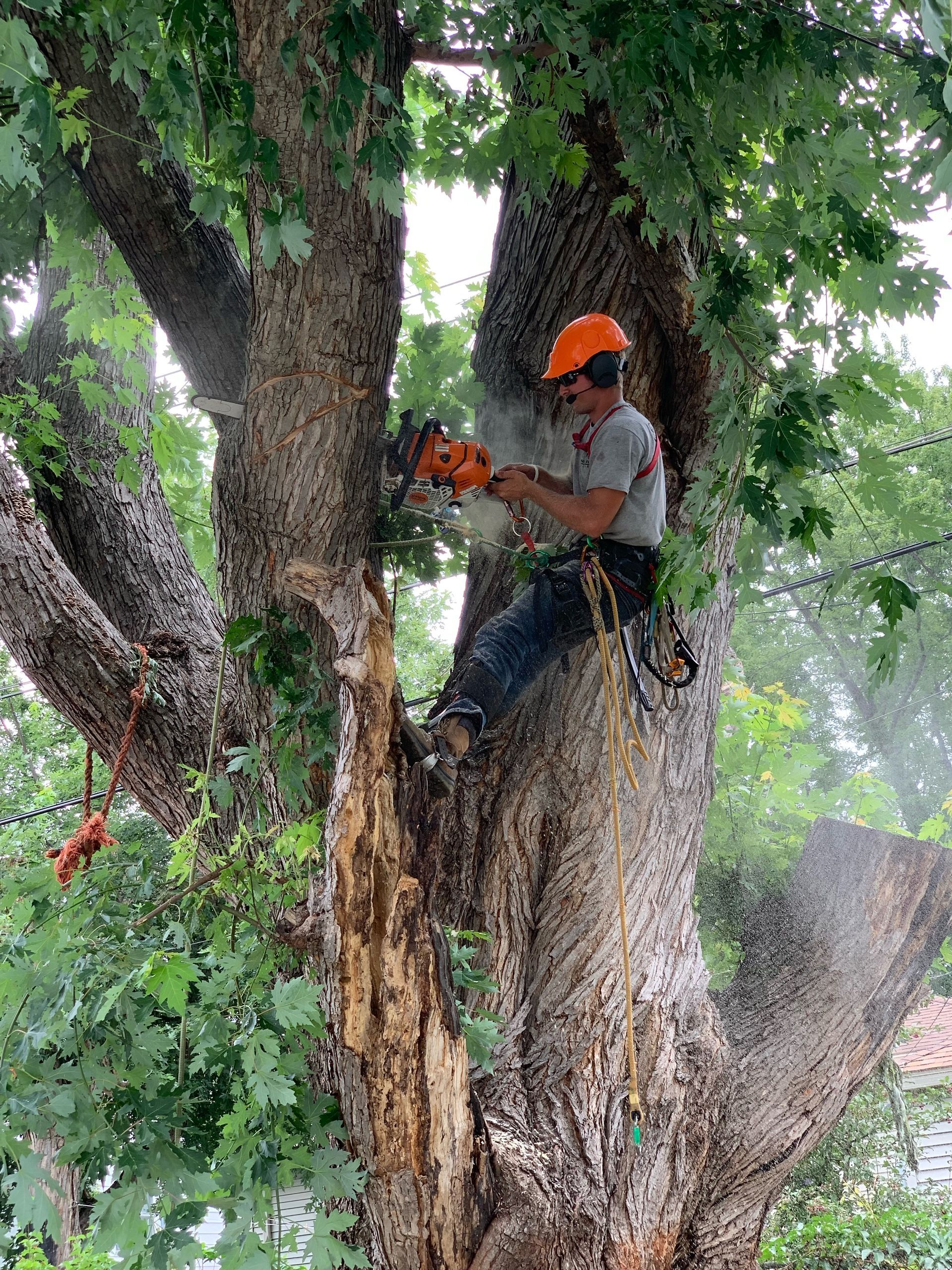 A man is cutting a tree with a chainsaw.