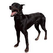 A black dog is standing with its mouth open on a white background.