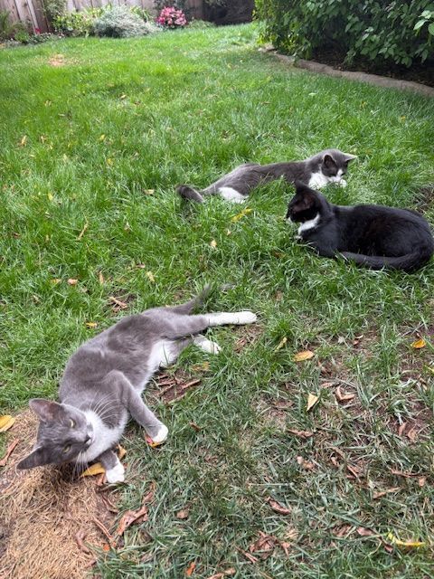 Three cats lounging on a grassy lawn, including a gray cat in the foreground and a black-and-white cat nearby