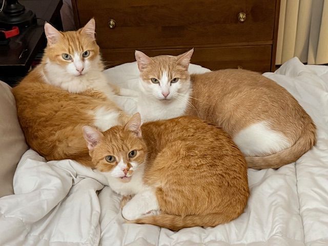 Three orange-and-white cats lounging together on a white bed