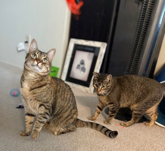 Two tabby cats on a carpet, one sitting and looking up, one standing beside a framed photo.