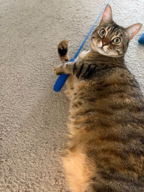 Tabby cat lying on carpet, holding a blue strap and looking up at the camera.