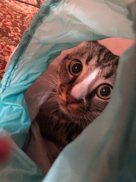 Curious tabby cat peeking out from inside a turquoise plastic bag