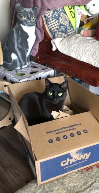 Two cats in a room, one black cat curled in a Chewy box and one gray-and-white cat on a chair.