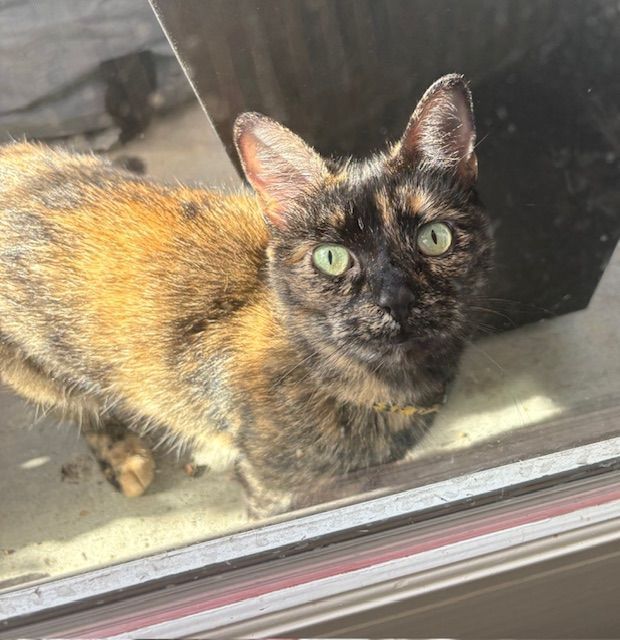 Mottled tortoiseshell cat with green eyes looking up beside a window pane