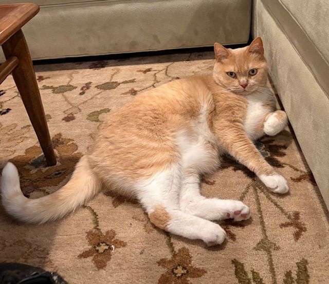 Orange-and-white cat lounging on a patterned rug beside a chair, looking at the camera.