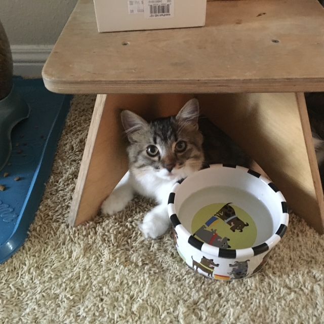 Cat under a wooden table beside a white patterned bowl on beige carpet.