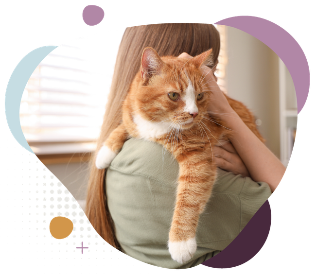 Orange-and-white cat being held, with a hand petting its head against a soft abstract background
