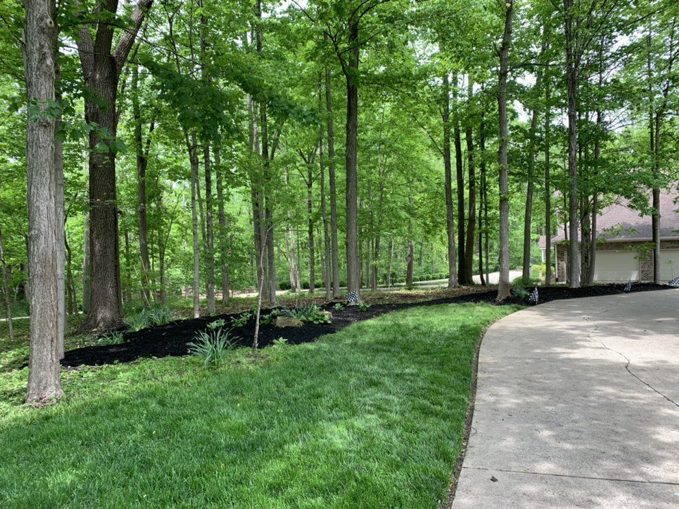 A driveway leading to a house surrounded by trees and grass.