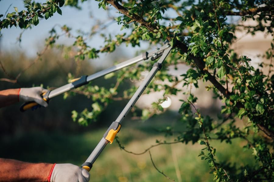 A person is cutting a tree branch with a pair of scissors.