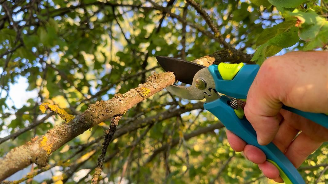 A person is cutting a tree branch with a pair of scissors.