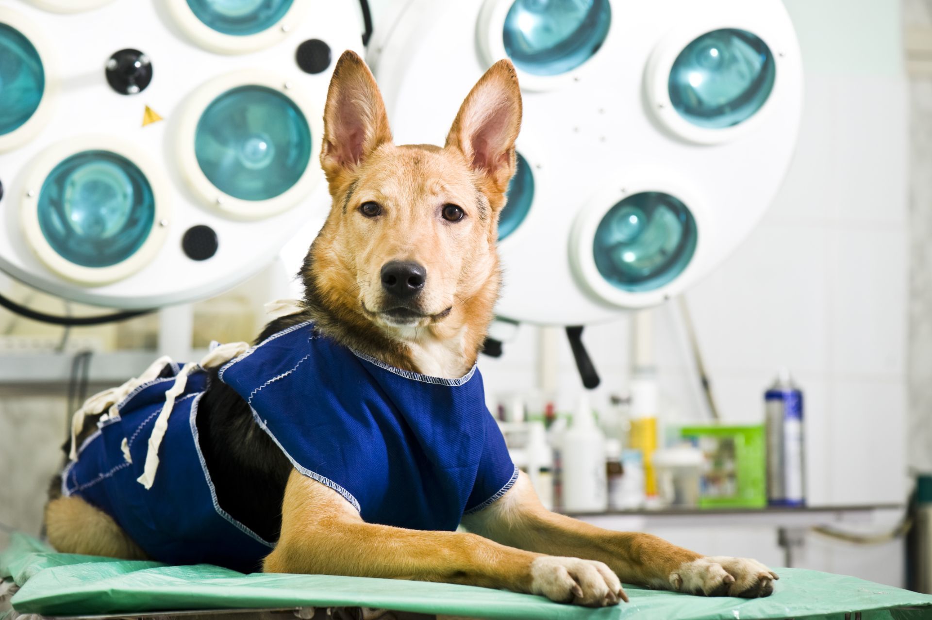 Стерильное животное. Ветеринар с собакой. Собака на операционном столе. Собака в ветеринарной клинике.