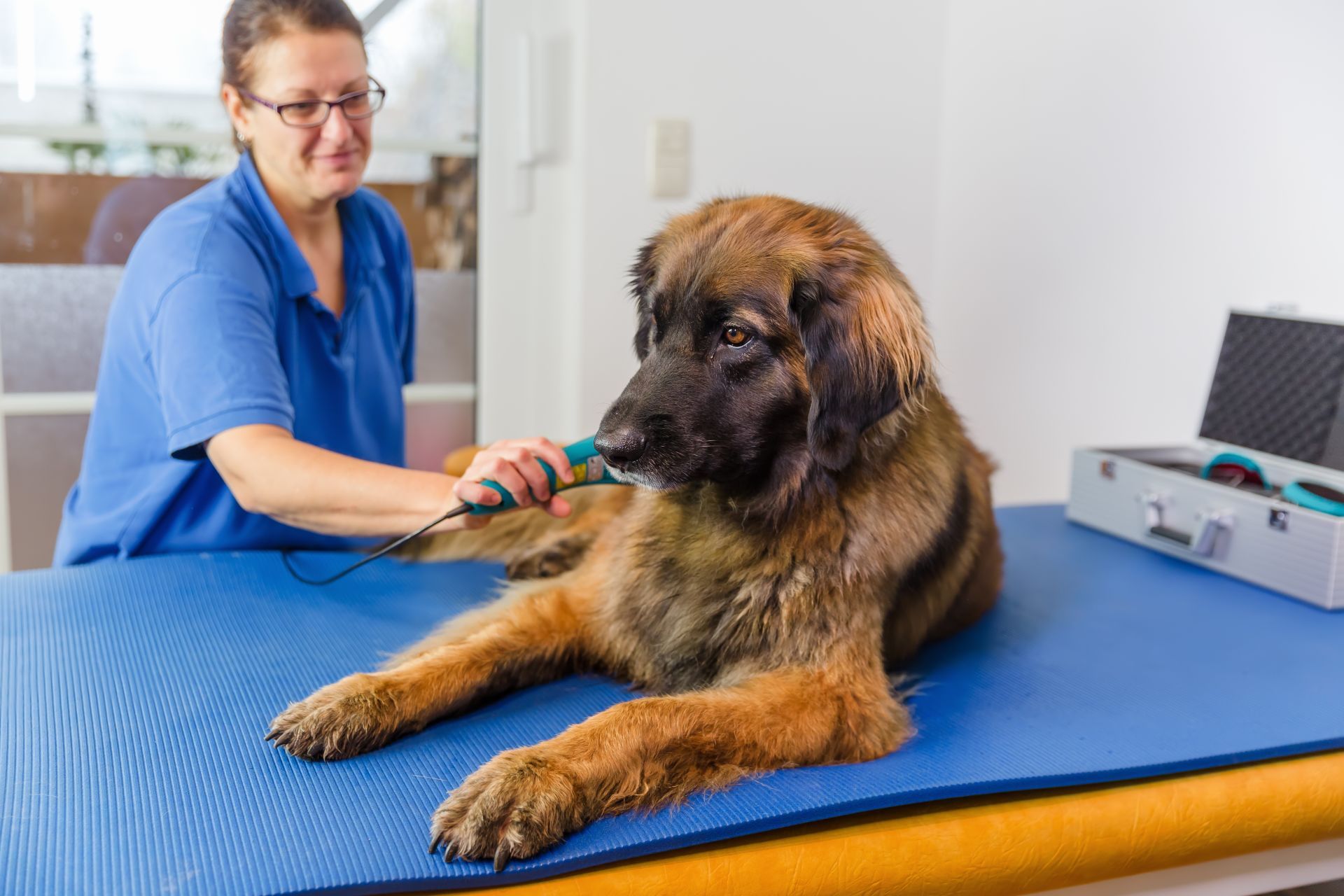 laser-therapy-for-dogs-cats-johnson-city-animal-hospital