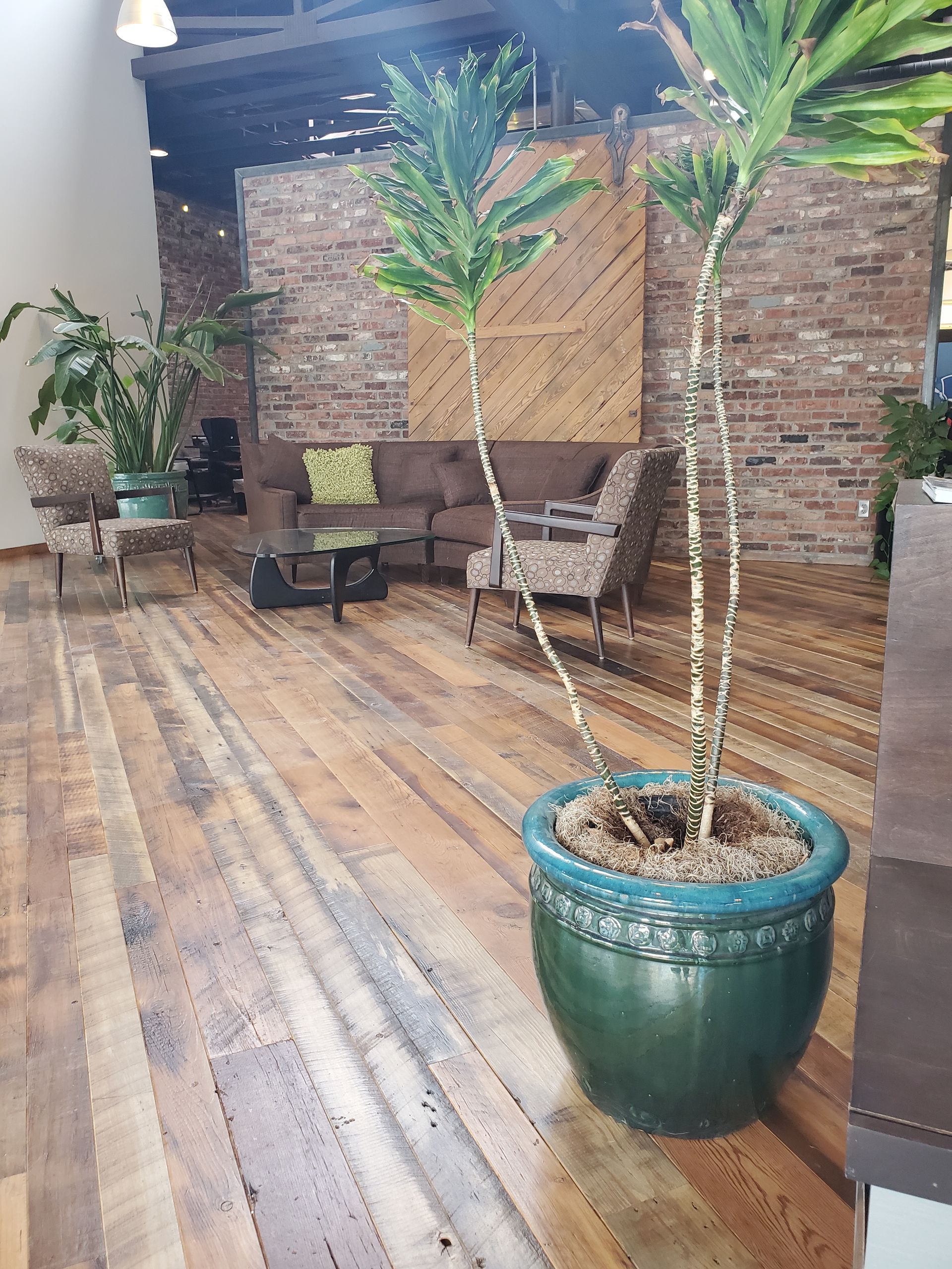 A Green Potted Plant — Omaha, NE — Ohana Wood