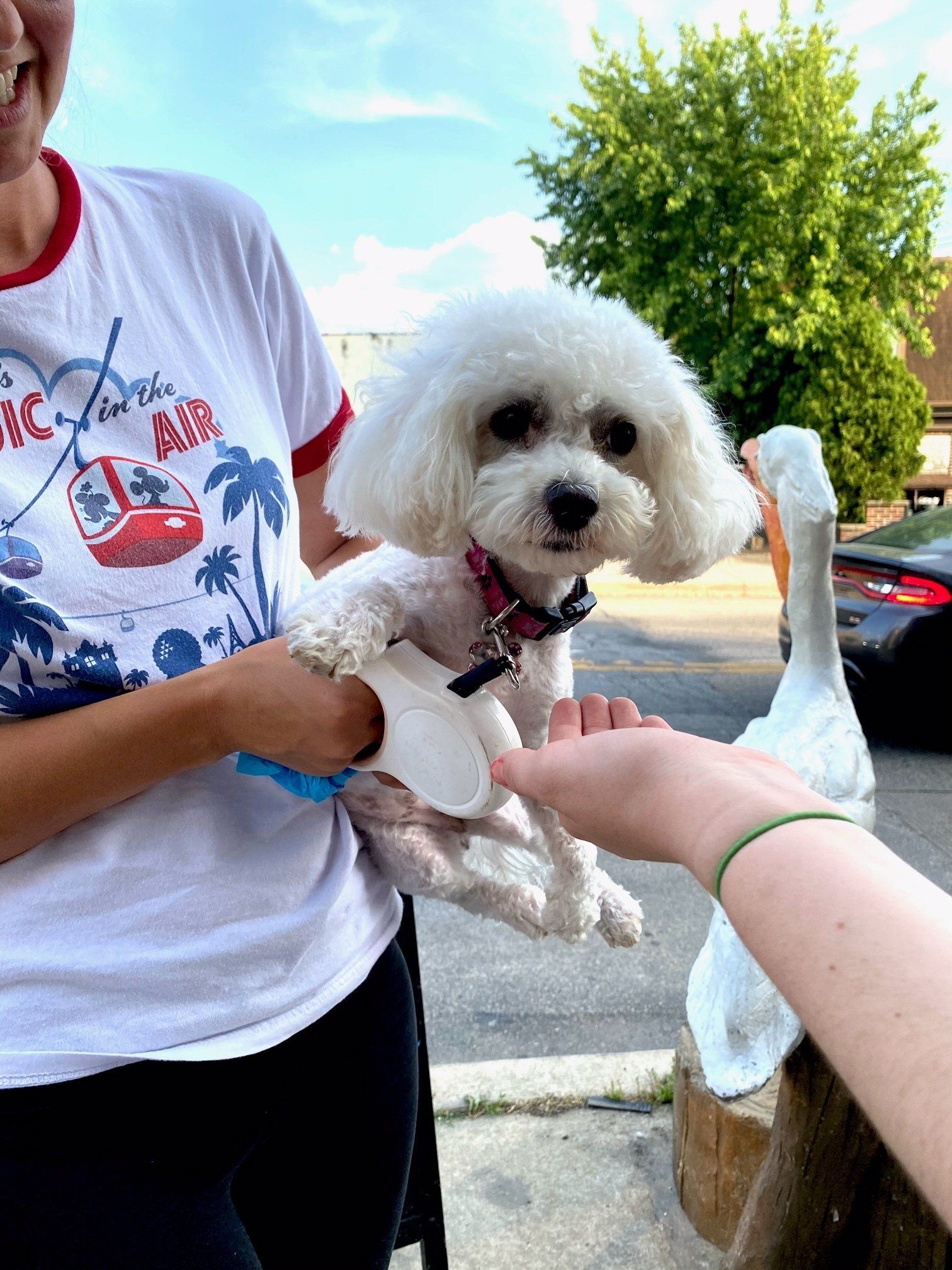 A woman is holding a small white dog in her arms.