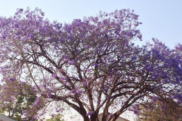 It’s jacaranda season! The purple trees remind us of a Dr. Seuss book. At the end of the day, the hospital court yard clears out only until the next morning where it’s again buzzing with patients, family members, and staff.
