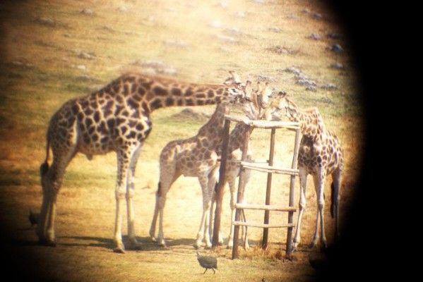 I see you through my binoculars. Meet Gary and Janet and their baby. Zimbabwe is known worldwide for its safaris and game parks. There’s no animal quite as amazing (aka awkward) as the giraffe. It’s our favorite and decorates much of our house.