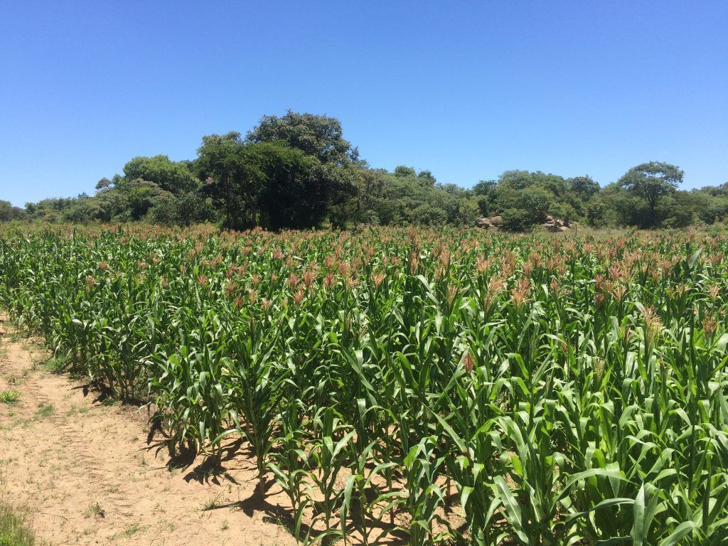 From this 2.5 acre field, the team was able to harvest six tons of maize that will help feed the orphans at Hands of Hope. 