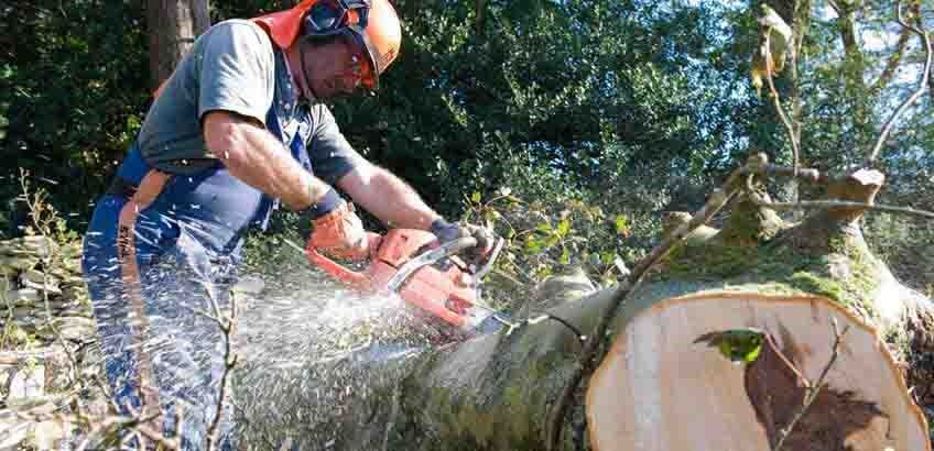 Tree removal — Denver, CO — Complete Tree Care