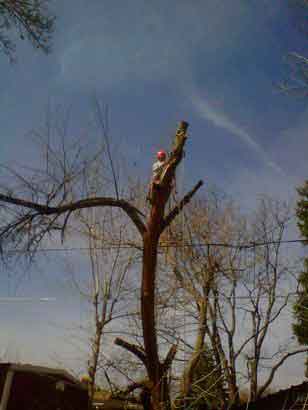 Tree trimming — Denver, CO — Complete Tree Care