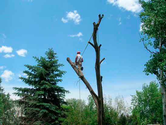 Yearly tree care — Denver, CO — Complete Tree Care