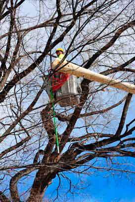 Branch removal — Denver, CO — Complete Tree Care