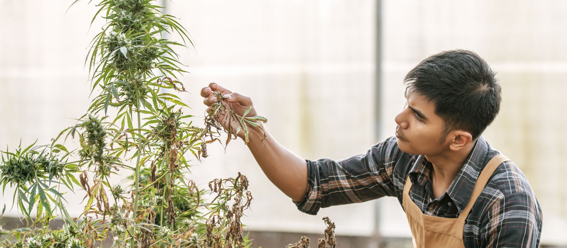A cannabis farmer checks his dying cannabis plant, he considers The Effects of Sugar in Cannabis Cultivation