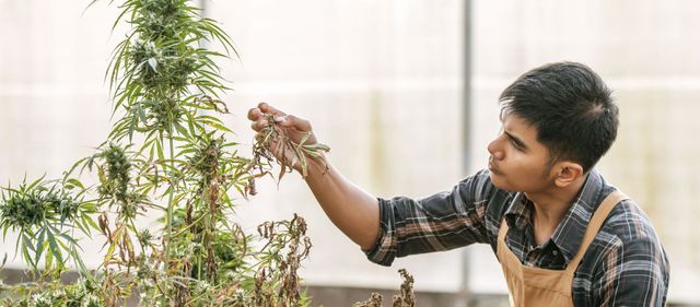 The Effects of Sugar in Cannabis Cultivation | Sugars