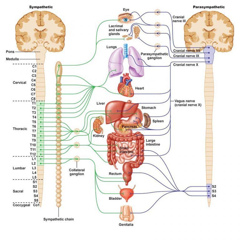 a diagram of the sympathetic and parasympathetic nervous system